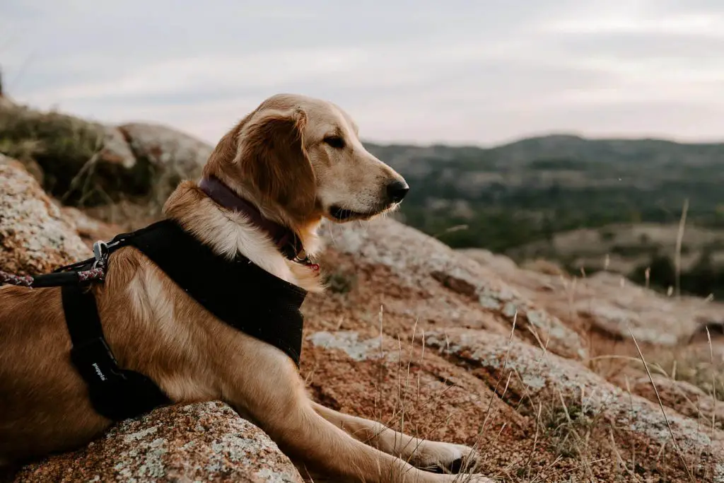 How To Take Your Dog Hammock Camping