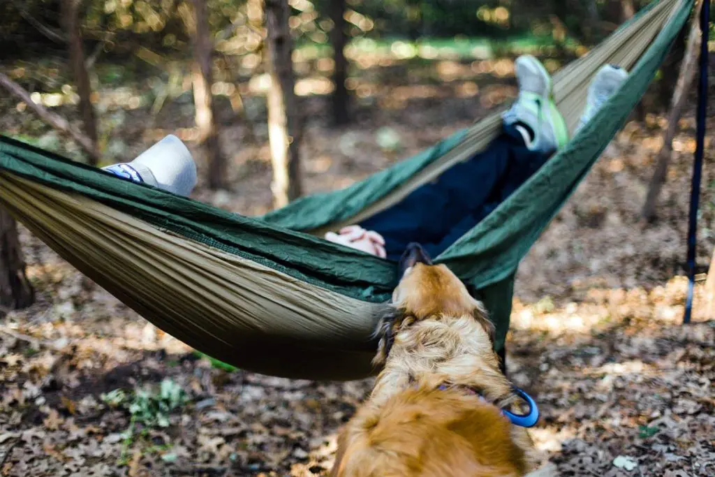 How To Take Your Dog Hammock Camping