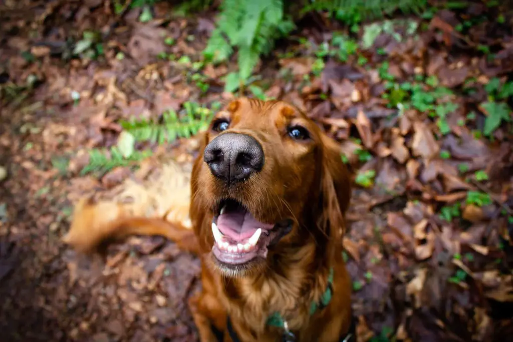 How To Take Your Dog Hammock Camping