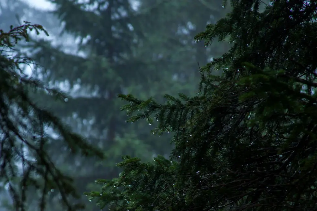 Hammock Camping in the Rain